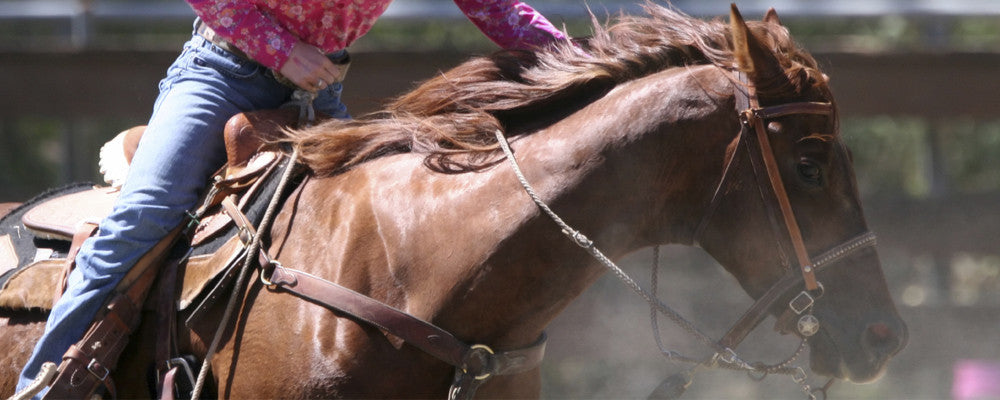 Alberta Equestrian Federation | Ride With Passion